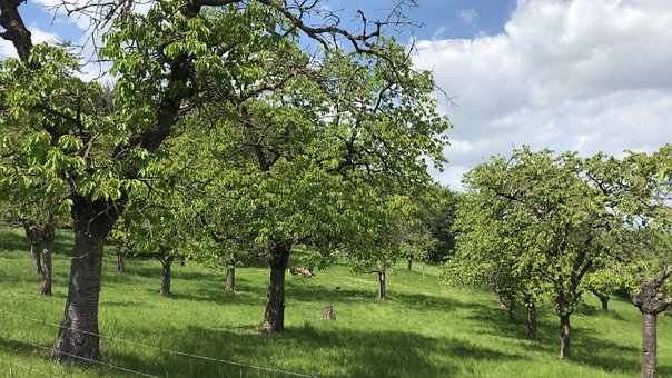 Bäume, Wiese, Landschaft, Natur