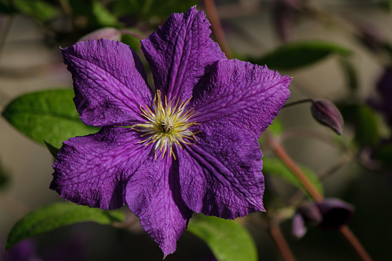 https://cdn.pixabay.com/photo/2022/06/18/19/28/purple-flower-7270540_1280.jpg