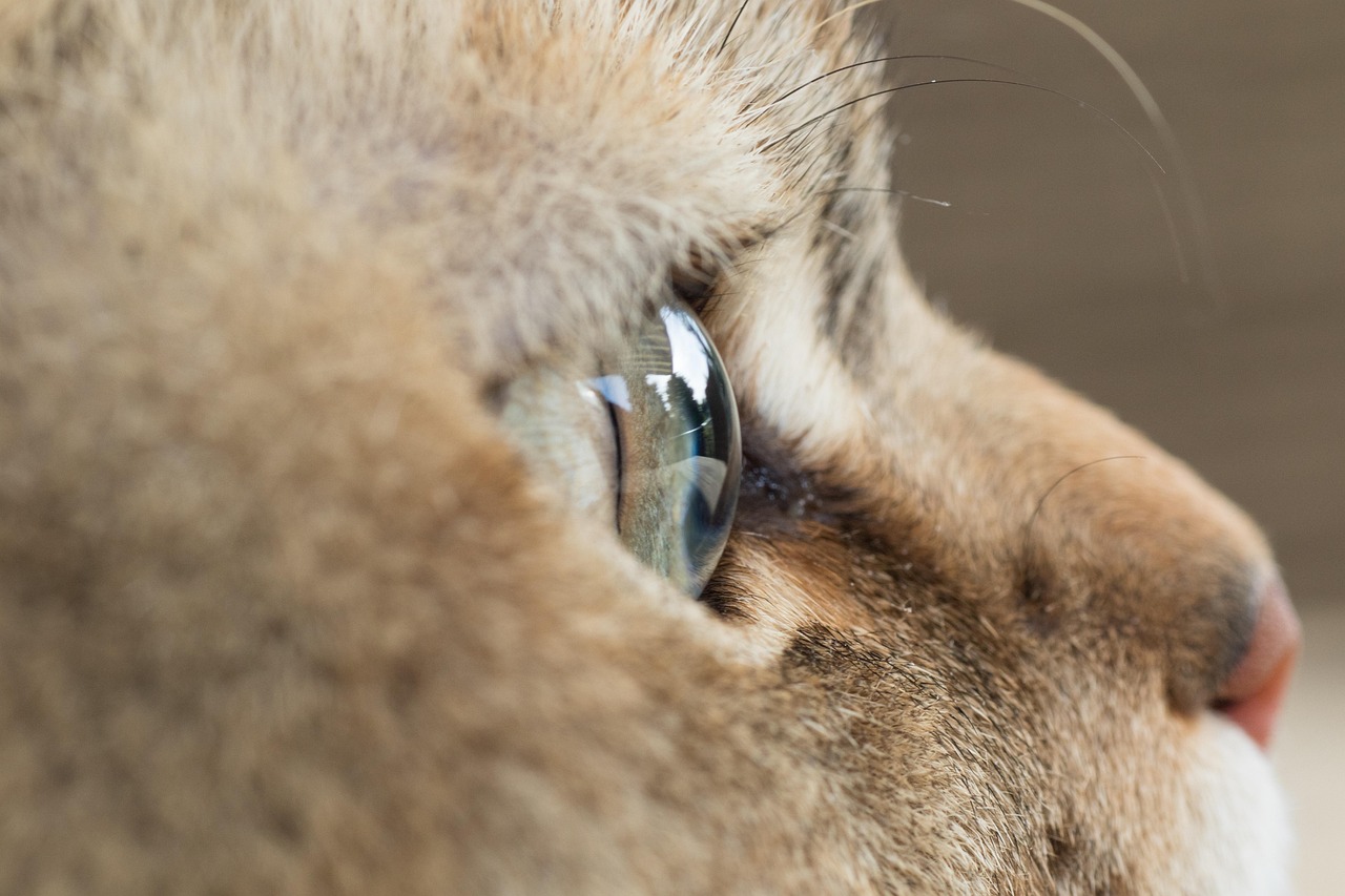 https://cdn.pixabay.com/photo/2022/06/18/21/27/british-shorthair-7270705_1280.jpg