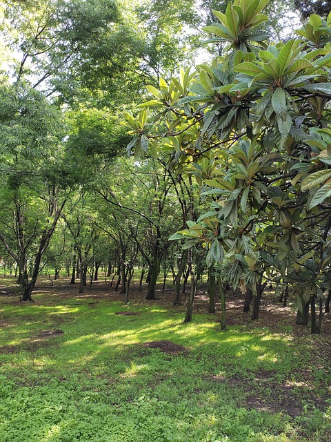Bäume, Wald, Natur, Feld, Landschaft