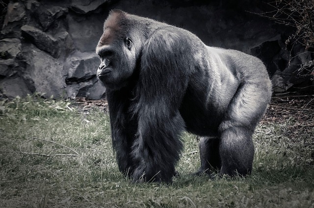 Affe, Tier, Wild, Natur, Groß, Säugetier