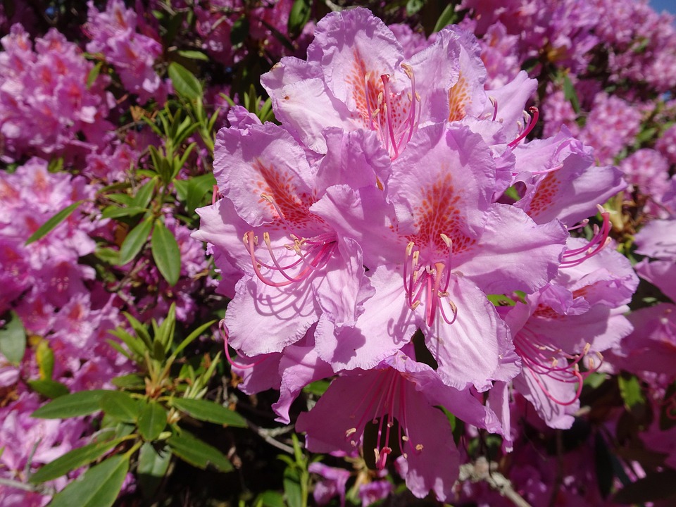 Spring Nature Rhodododendron Rhododendron Flowers Spring - Free photo on Pixabay - Pixabay