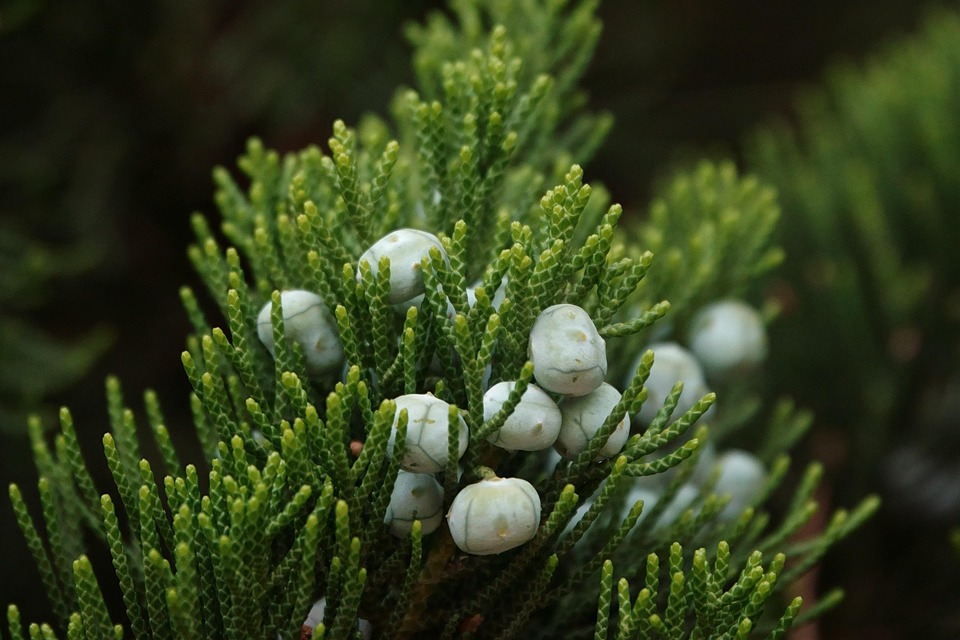 柏树 Cypress 龙柏 枝条 - Pixabay上的免费照片 - Pixabay