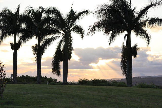 Free Hawaii Tropical photo and picture