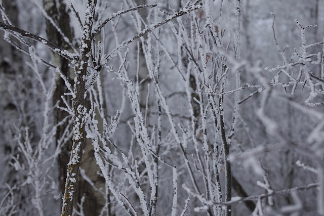 Free Snow Winter photo and picture