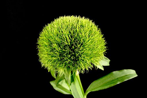 Free Plant Nature photo and picture
