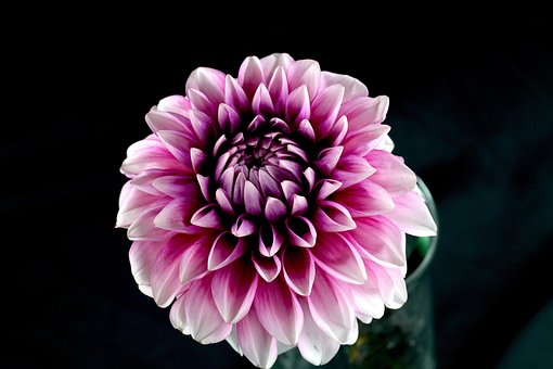 Free Flowers Beautiful Flowers photo and picture
