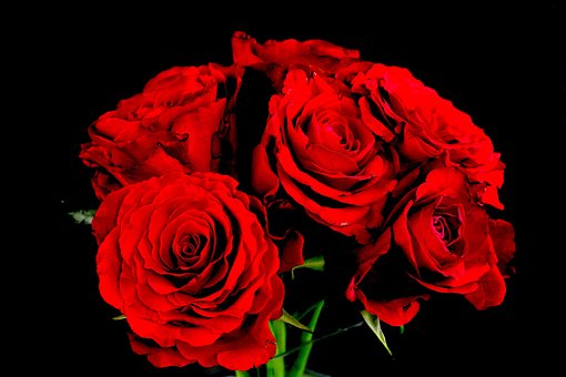 Free Flowers Rose photo and picture
