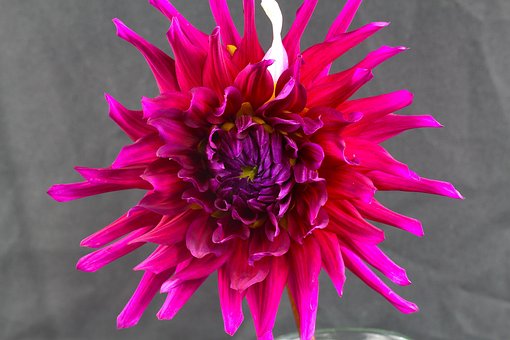 Free Flower Bloom photo and picture
