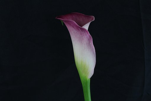 Free Purple Flowers Flowers photo and picture