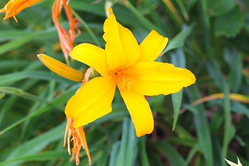 Free Yellow Flowers Flowers photo and picture