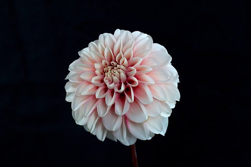 Free Dahlia Flowers photo and picture