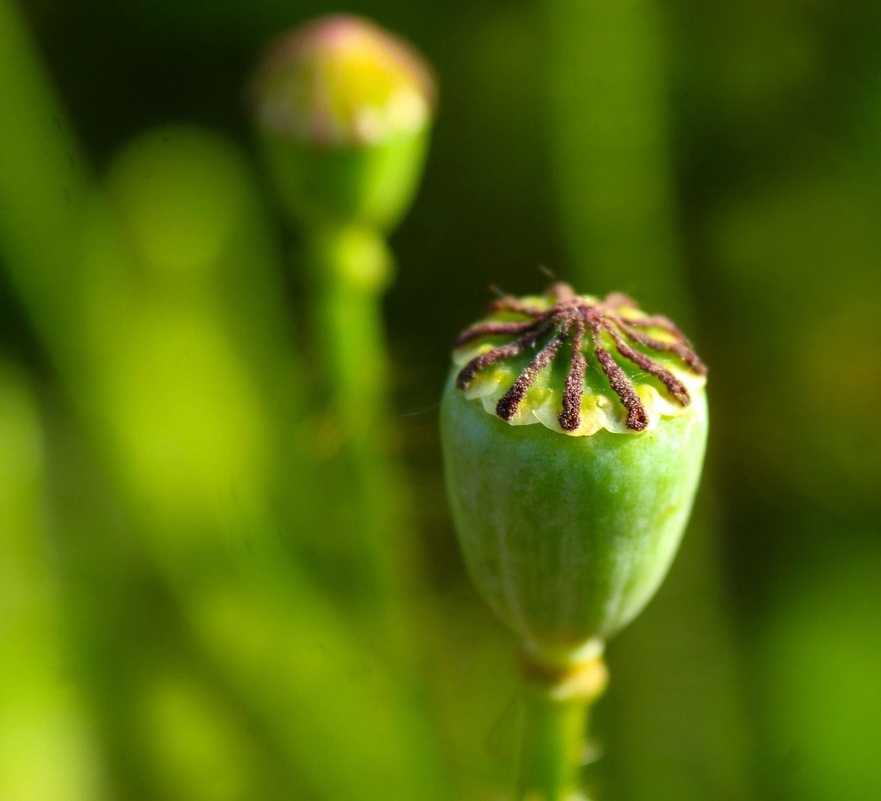 罂粟 罂粟种子 罂粟胶囊 - Pixabay上的免费照片 - Pixabay