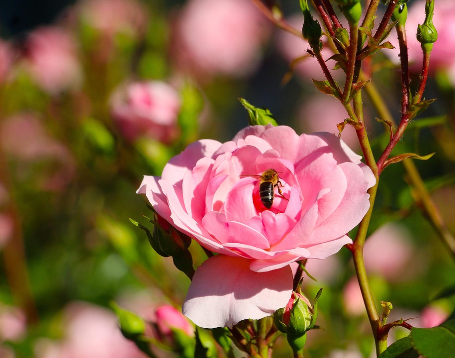 Bee Pollination Pink Roses Free photo on Pixabay