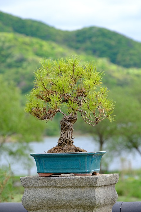 aralia bonsai Aralia Ming Gold Mini Bonsai in Brown Bowl 8 Inches  Just Filo
