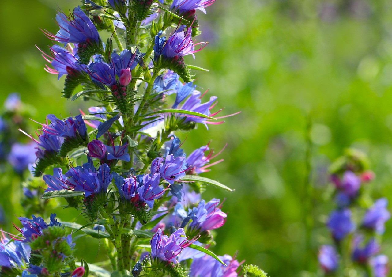 https://cdn.pixabay.com/photo/2022/06/19/08/53/flowers-7271392_1280.jpg