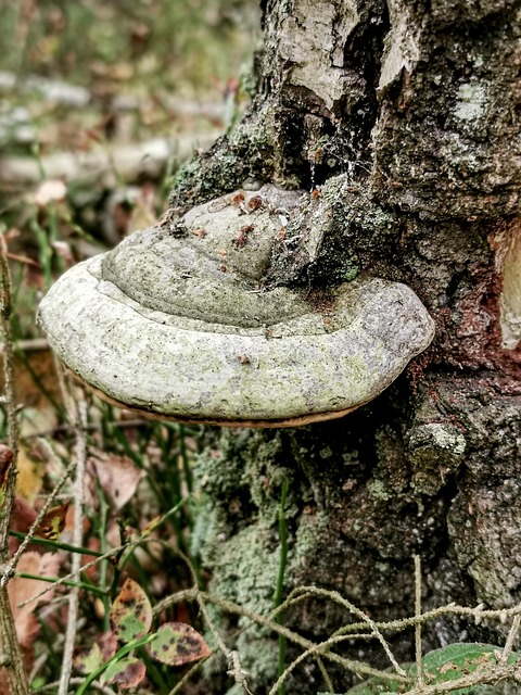 Free Mushroom Forest photo and picture