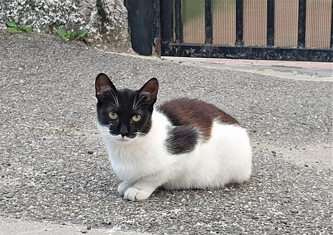 Free Cat Animal photo and picture