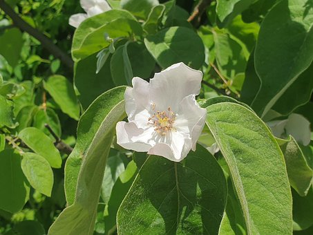 Free Quince Quince Flower photo and picture