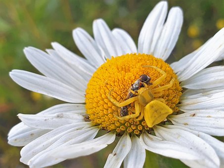 Free Daisy Oxeye Daisy photo and picture