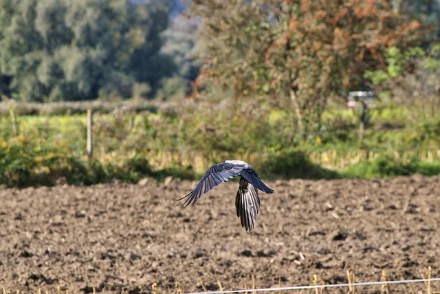 Free Eagle Bird photo and picture