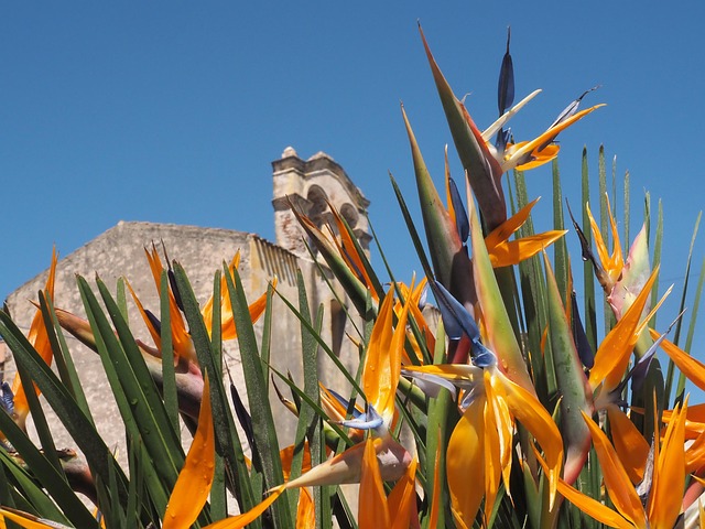Italien, Sardinien, Blomst, Blomster