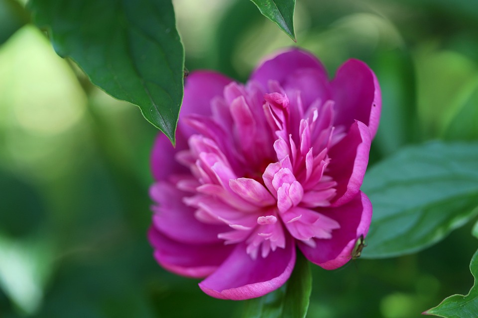 peony-7271915_960_720.jpg
