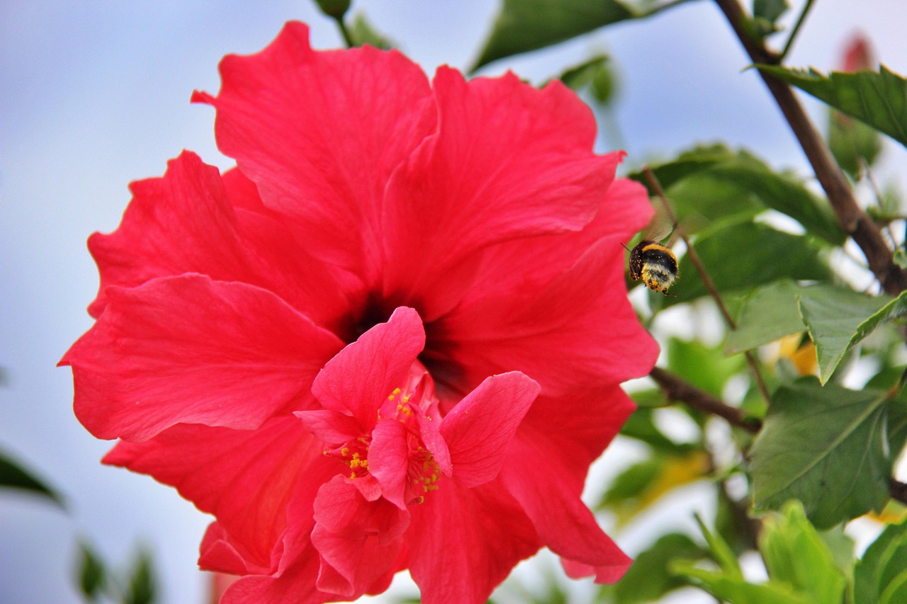 Flower Hibiscus Pollination Free photo on Pixabay Pixabay