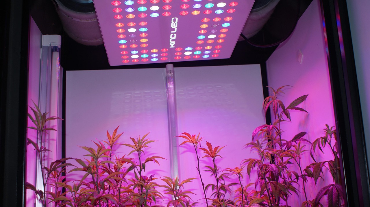 Led Grow Room Cannabis Free photo on Pixabay Pixabay
