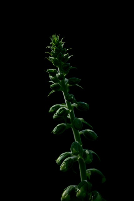 flower, nature, flower background, blossom, bloom, beautiful flowers, plant, flower wallpaper, bud, green plant