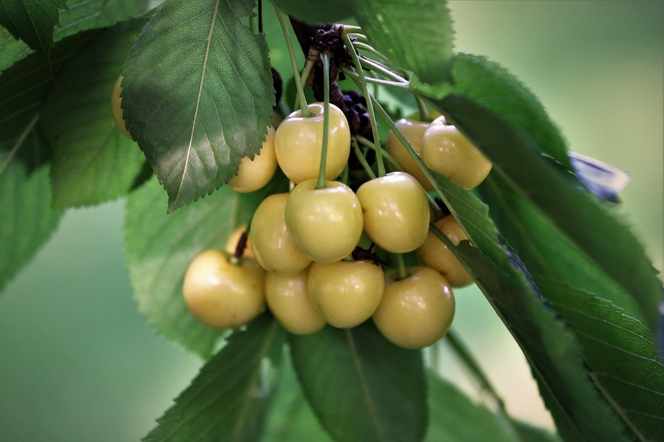 White Cherries Branch Growth Green Free photo on Pixabay