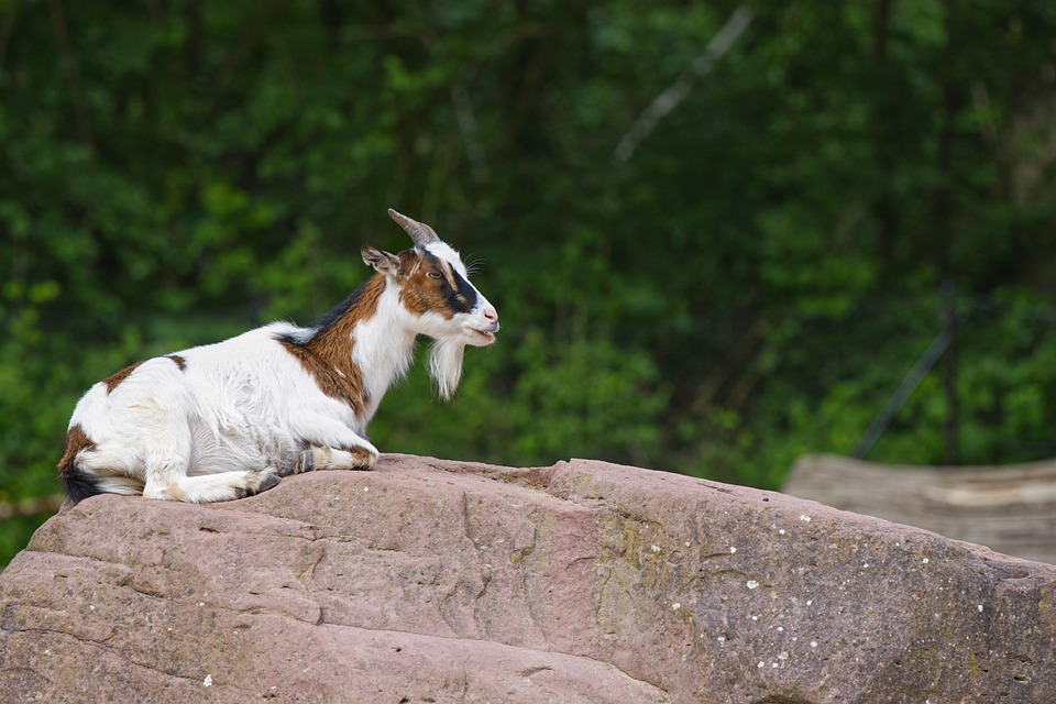 Billy Goat Horns - Free photo on Pixabay
