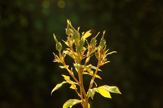 Blomsterknopper, Roser, Natur, Have