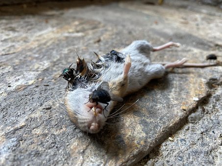 Free Dead Body photo and picture