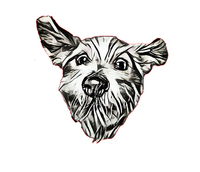 Dieren, Hond, Tatoeages, Hoektand