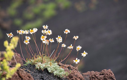 Camomila, Etna, Fundo Flor