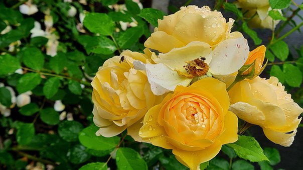 Free Rose Bush photo and picture