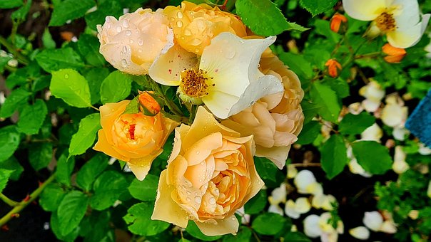 Free Rose Flower photo and picture