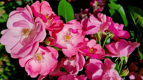 Free Rose Petals photo and picture