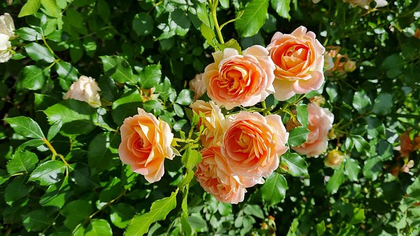 Free Rose Flower photo and picture