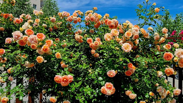Rose, Bush, Blomstre, Kronblade, Have