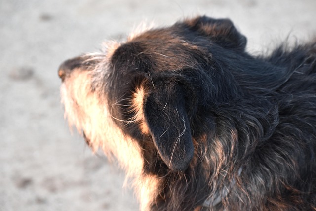 Cão, Companheiro, Cabelo, Brigadeiro