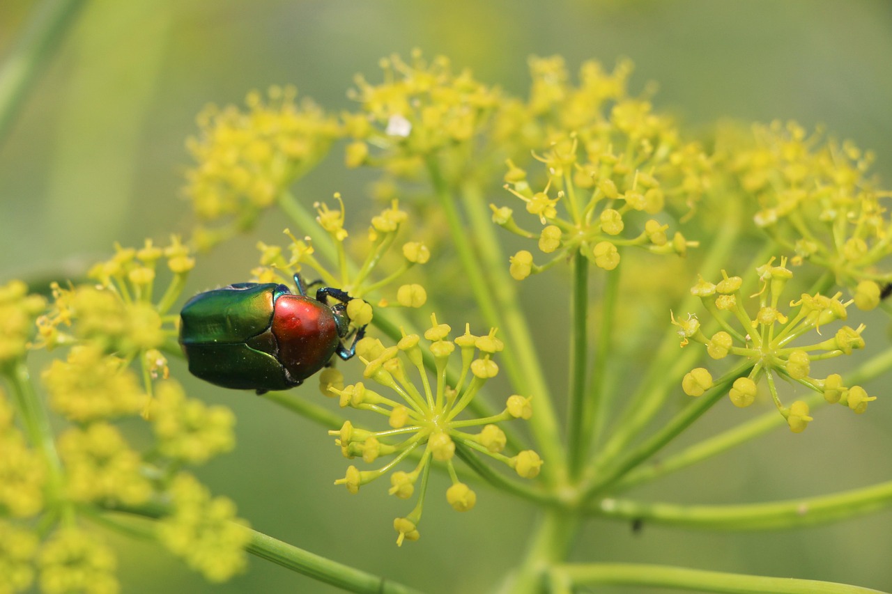 Bug Flower Yellow - Free photo on Pixabay - Pixabay