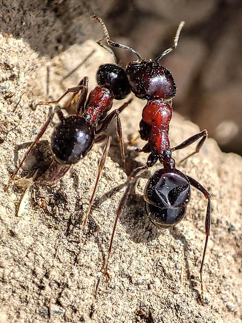 Makrobyehsan, Makro, Makrofoto