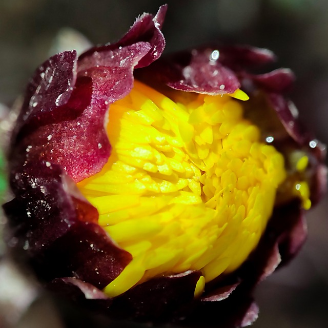 Makrobyehsan, Makro, Makrofoto