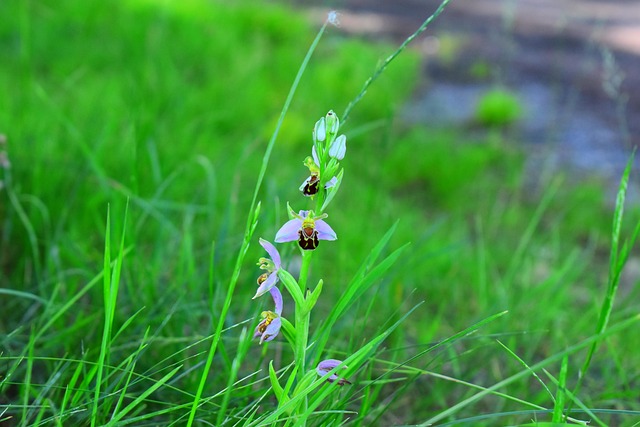 Orchidee, Ophrys Bee, Bloem, Planten