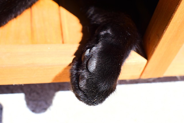 Poot, Kat, Rest, Ontspanning, Nap