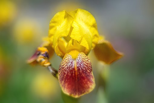 Bloemen, De Lente, Zomer, Flora