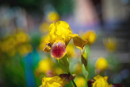 Bloemen, Gele Iris, Gele Bloemen, Natuur