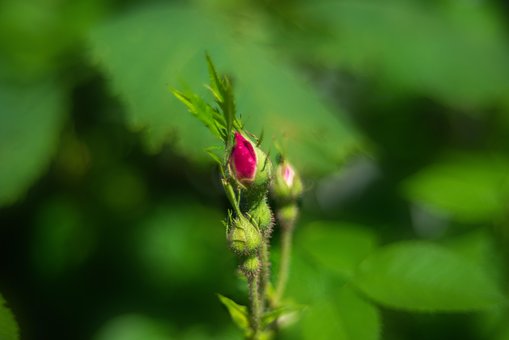 Bloemen, Rozenknoppen, Bloemen Knoppen